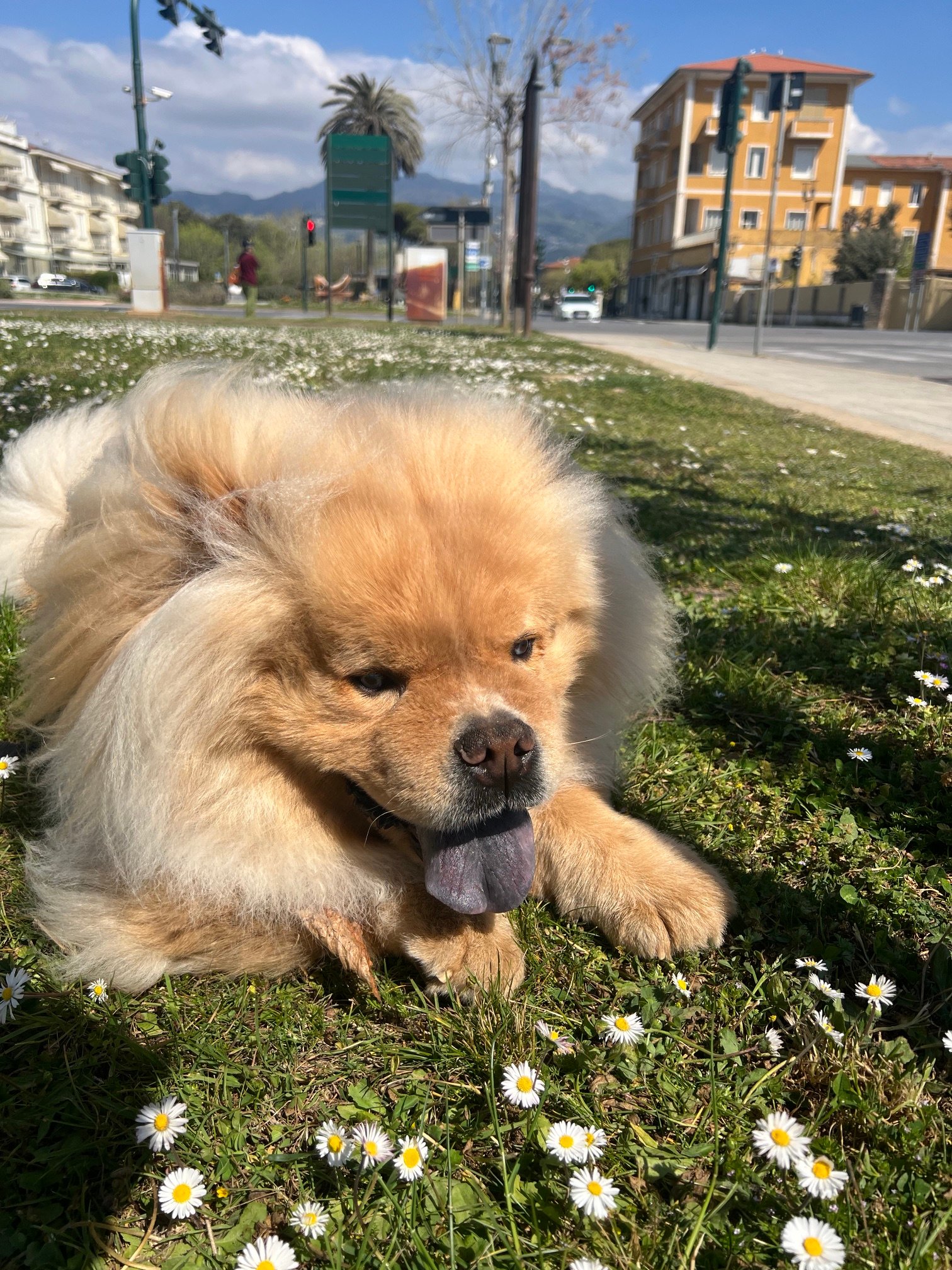 Lova foto 9